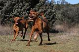 VIZSLA poil court 033